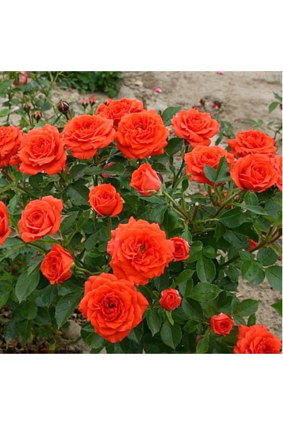 Кущ троянди Orange Baby в повному цвіті